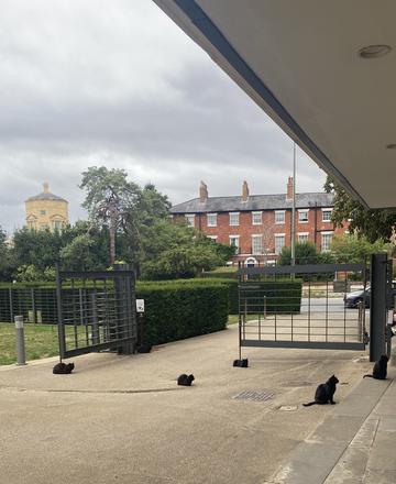 Five black cats sitting in front of a gate leading to the road